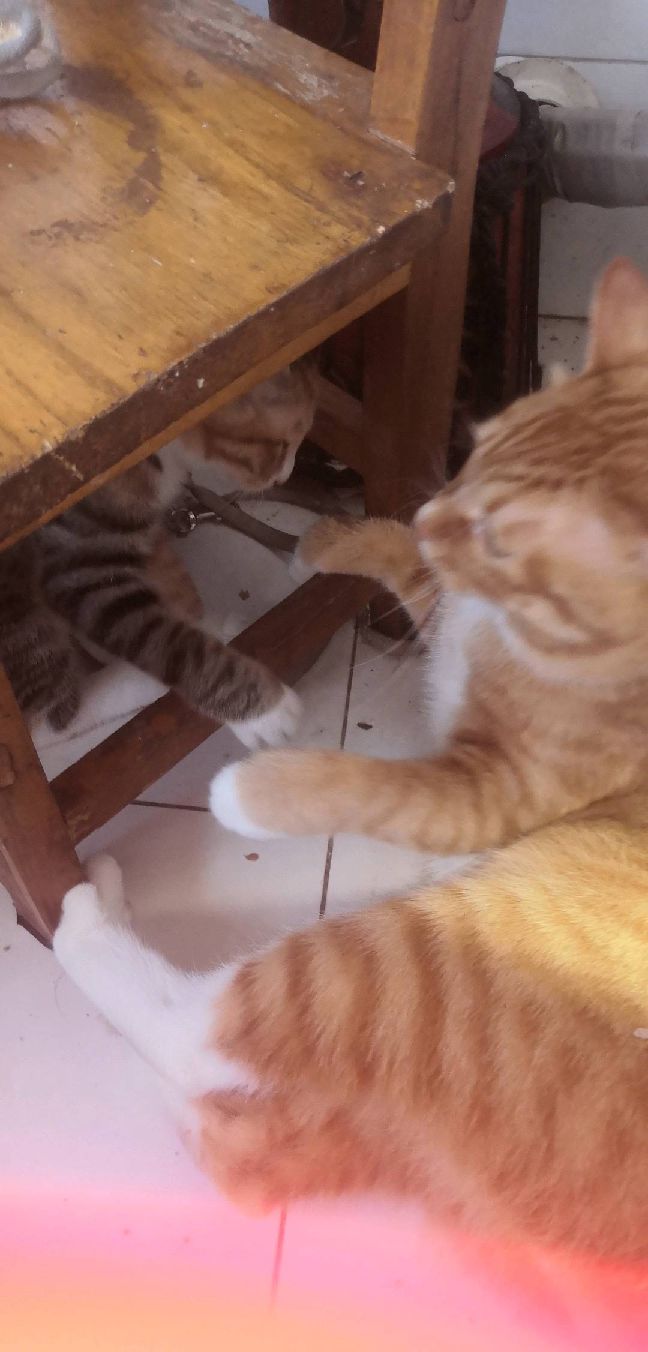 猫图片|宠物猫|猫咪|