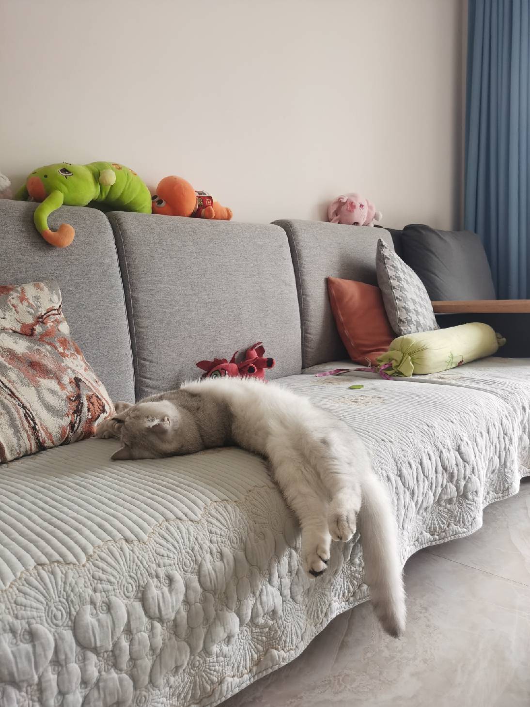 猫图片|宠物猫|猫咪|