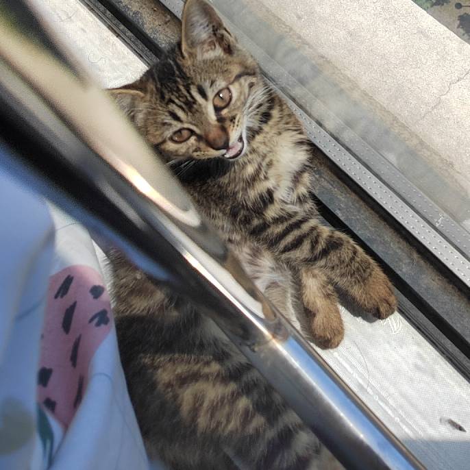 猫图片|宠物猫|猫咪|