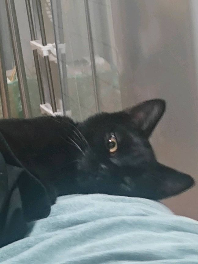 猫图片|宠物猫|猫咪|