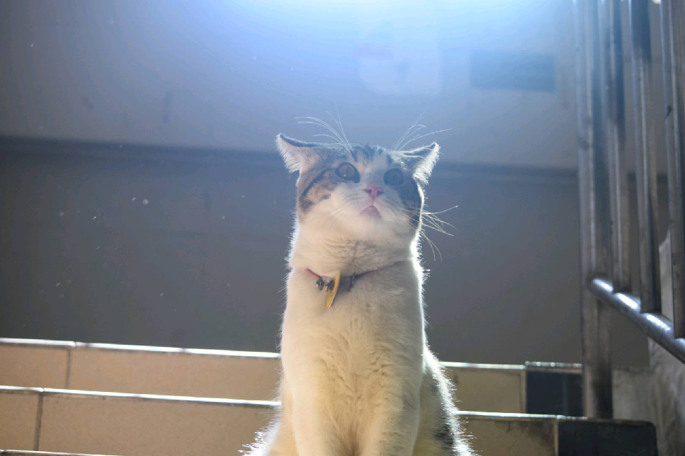 猫图片|宠物猫|猫咪|