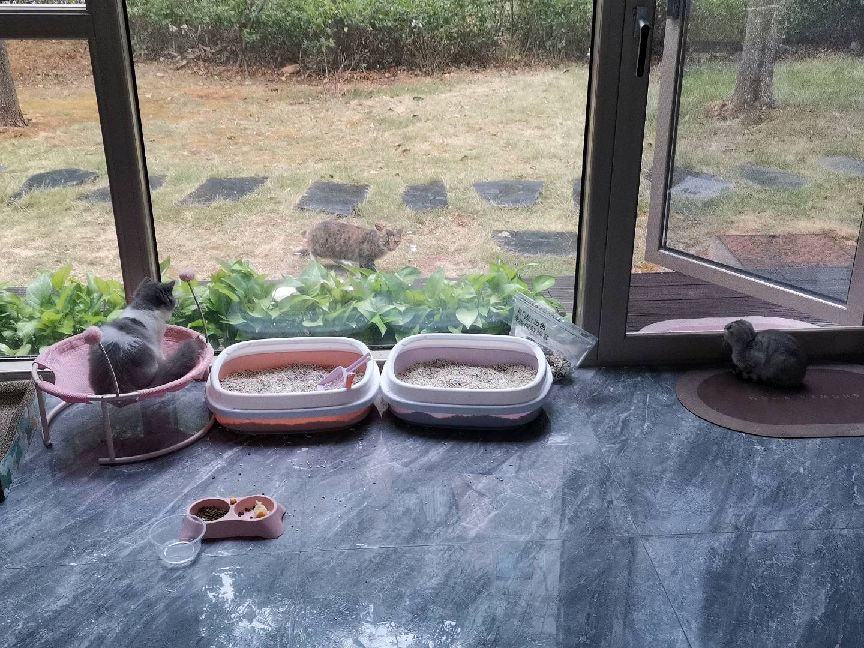 猫图片|宠物猫|猫咪|