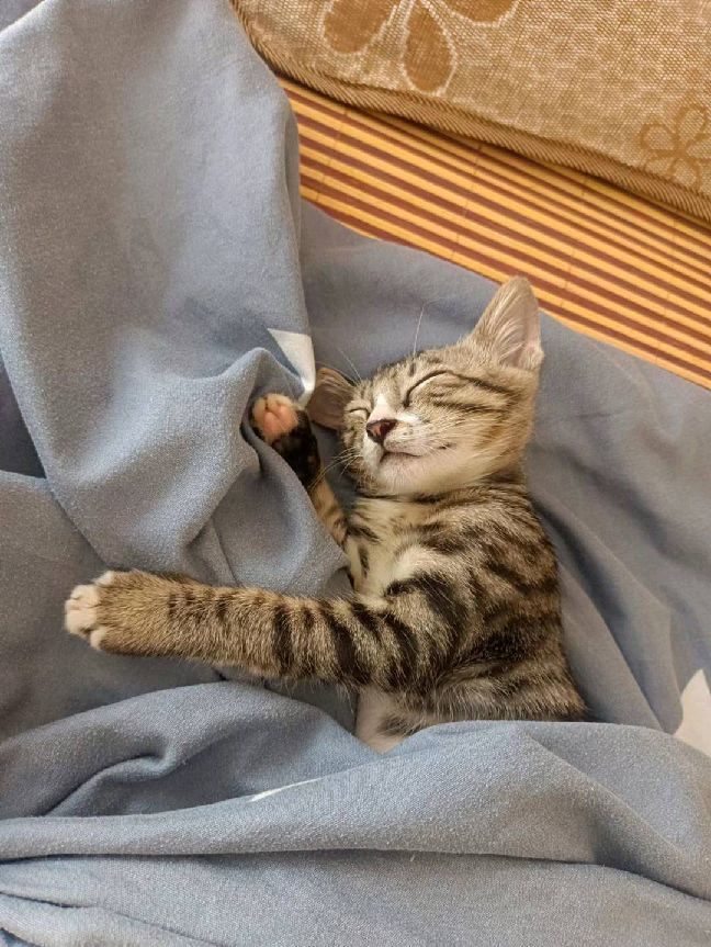 猫图片|宠物猫|猫咪|