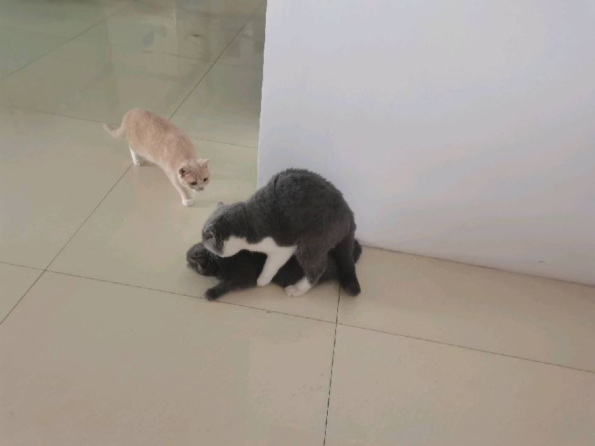 猫图片|宠物猫|猫咪|