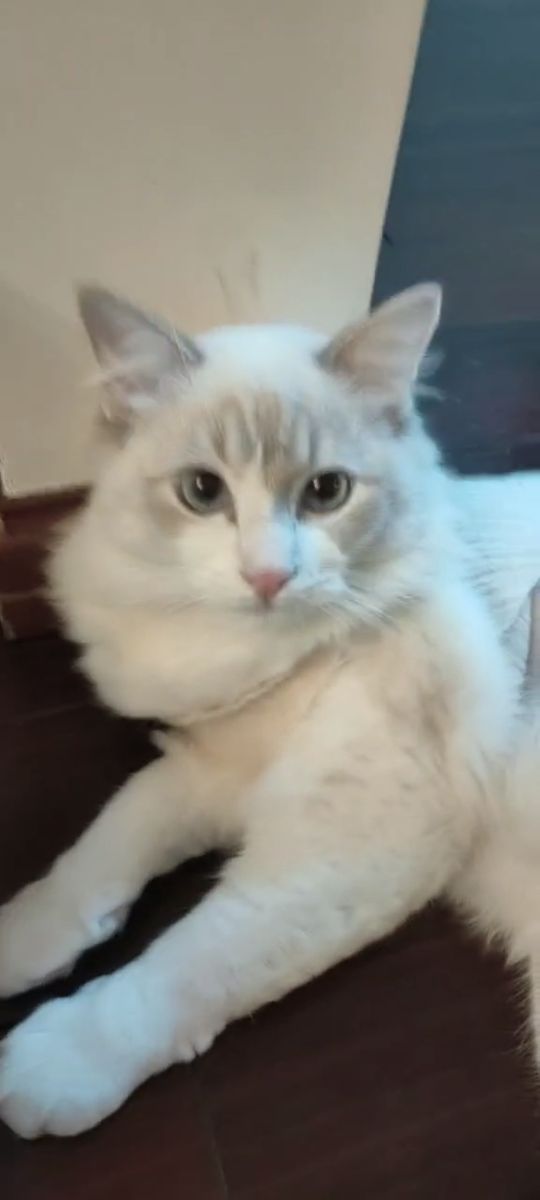 猫图片|宠物猫|猫咪|