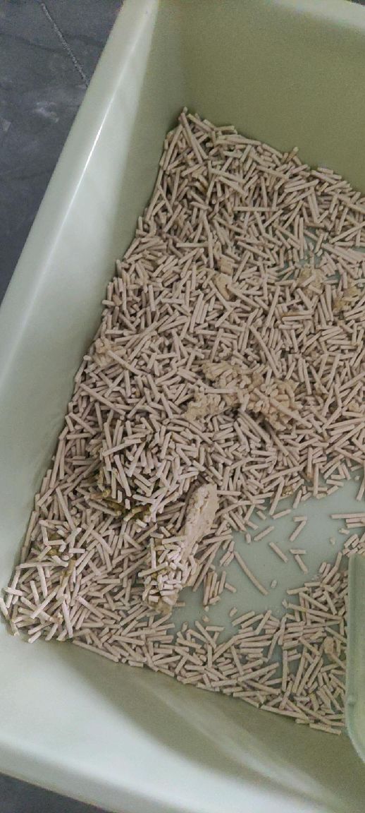 猫图片|宠物猫|猫咪|