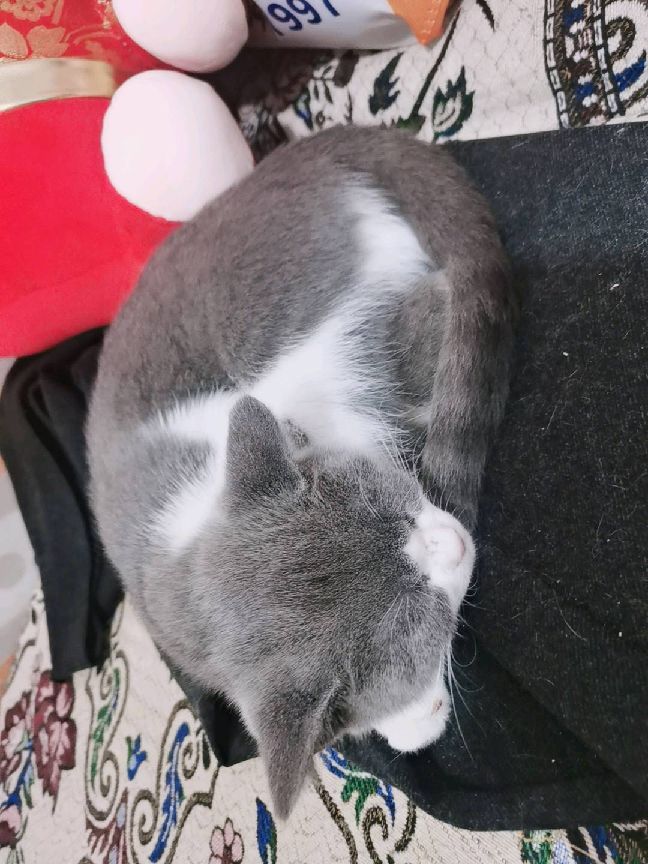 猫图片|宠物猫|猫咪|