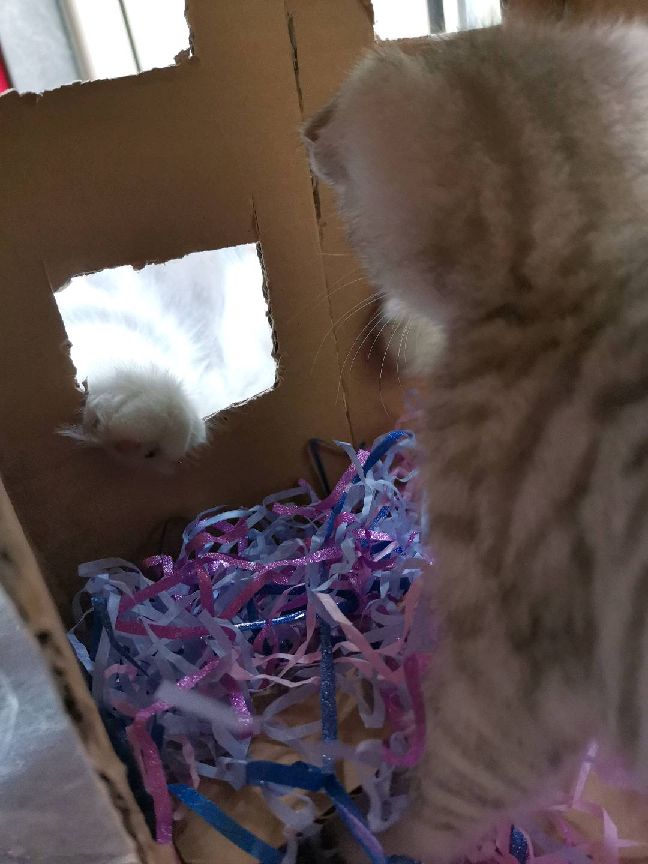 猫图片|宠物猫|猫咪|