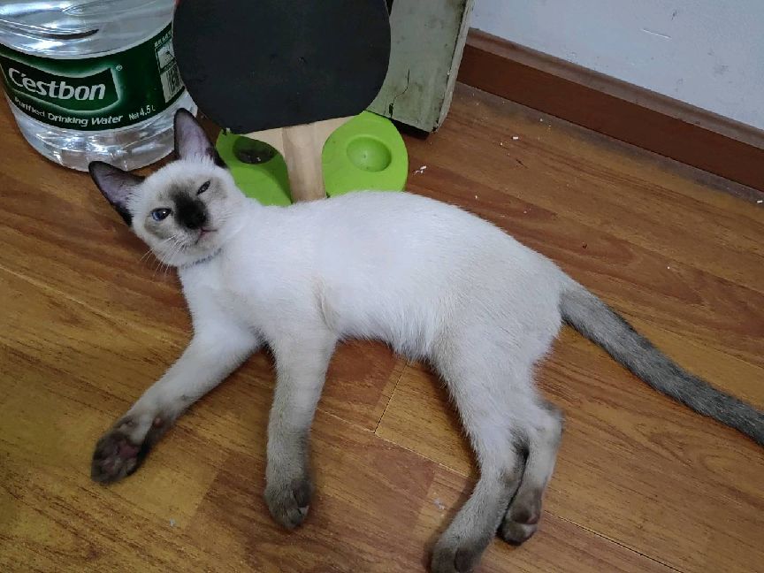 猫图片|宠物猫|猫咪|