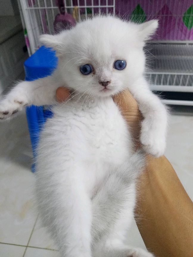 猫图片|宠物猫|猫咪|