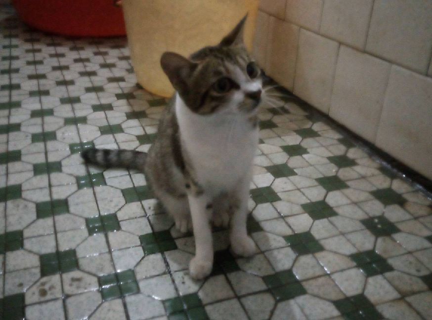 猫图片|宠物猫|猫咪|