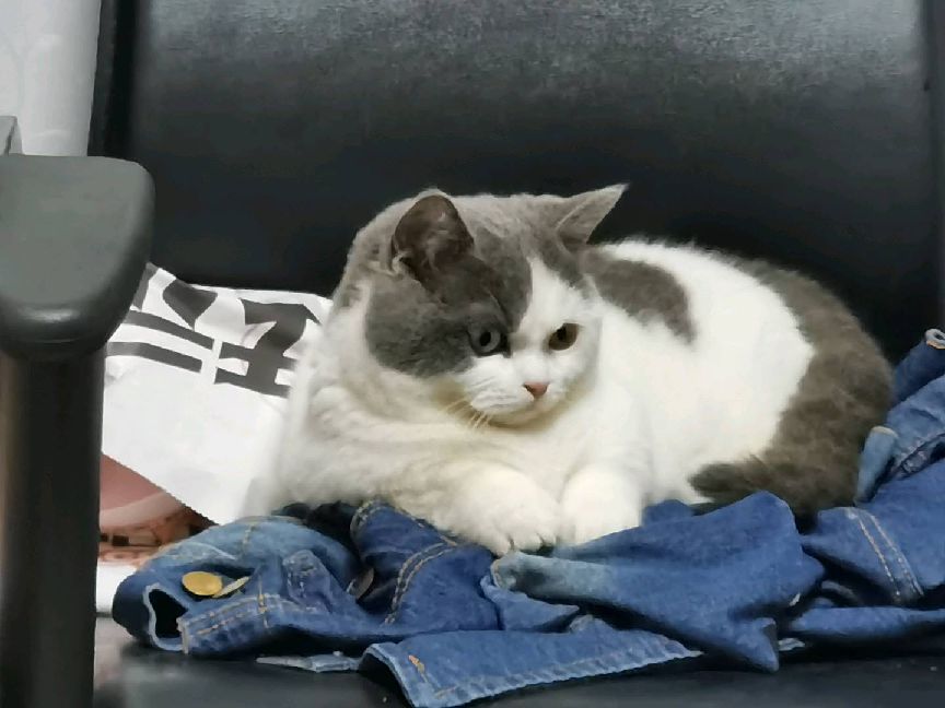 猫图片|宠物猫|猫咪|