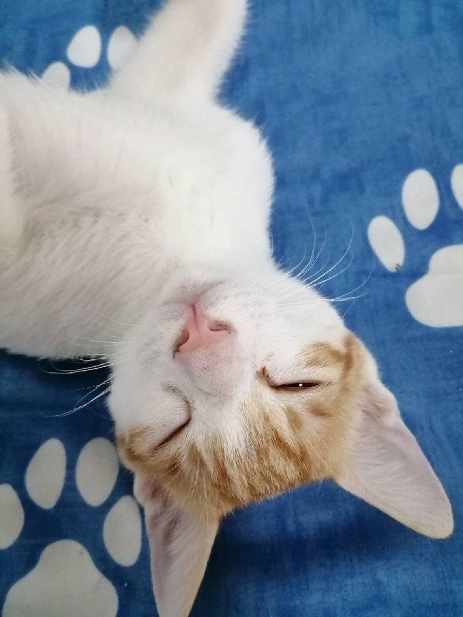 猫图片|宠物猫|猫咪|