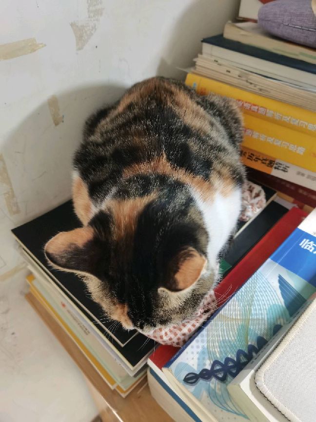 猫图片|宠物猫|猫咪|