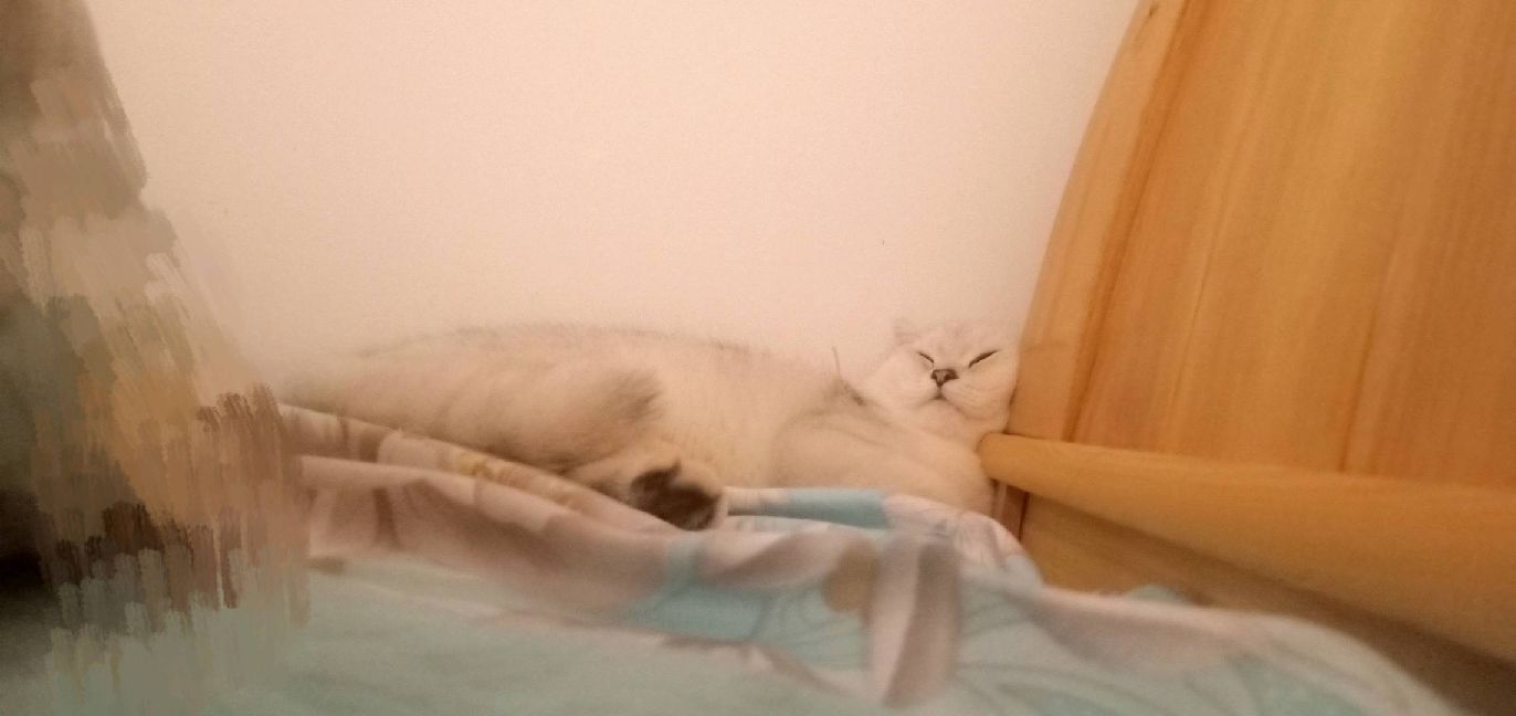 猫图片|宠物猫|猫咪|