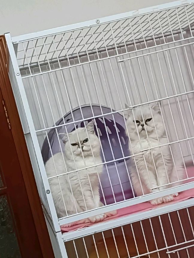 猫图片|宠物猫|猫咪|