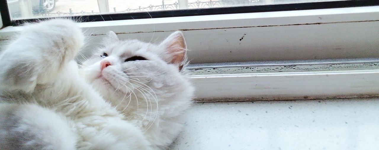 猫图片|宠物猫|猫咪|