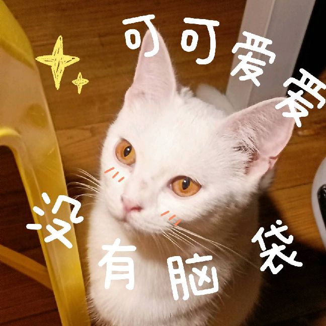 猫图片|宠物猫|猫咪|