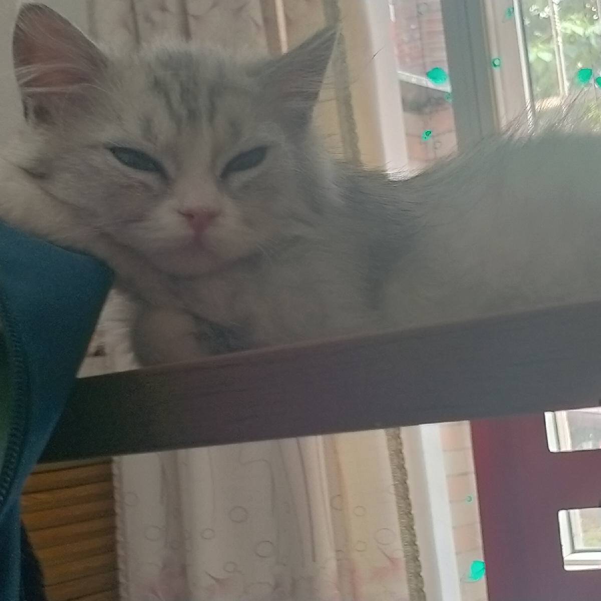 猫图片|宠物猫|猫咪|