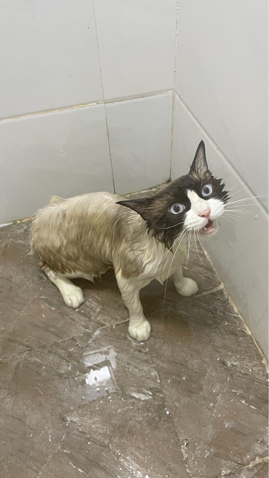 猫图片|宠物猫|猫咪|