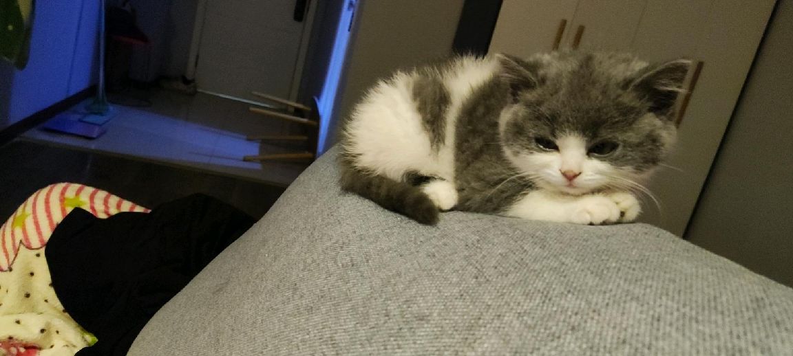 猫图片|宠物猫|猫咪|