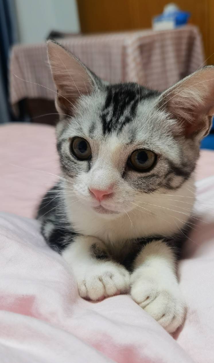 猫图片|宠物猫|猫咪|