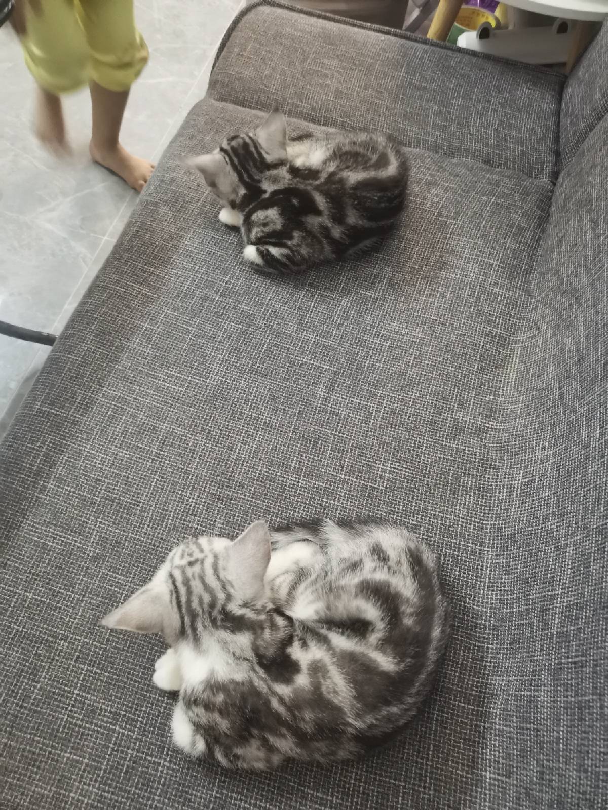 猫图片|宠物猫|猫咪|