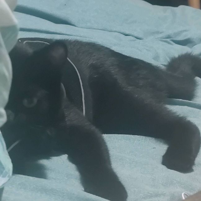 猫图片|宠物猫|猫咪|