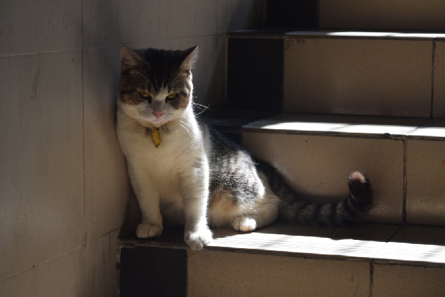 猫图片|宠物猫|猫咪|