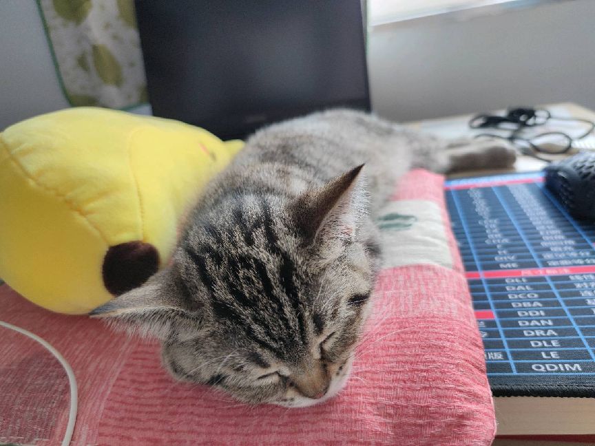 猫图片|宠物猫|猫咪|