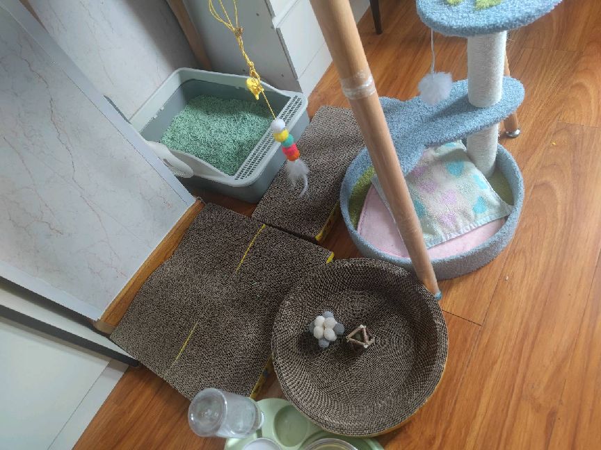 猫图片|宠物猫|猫咪|