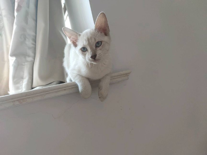 猫图片|宠物猫|猫咪|