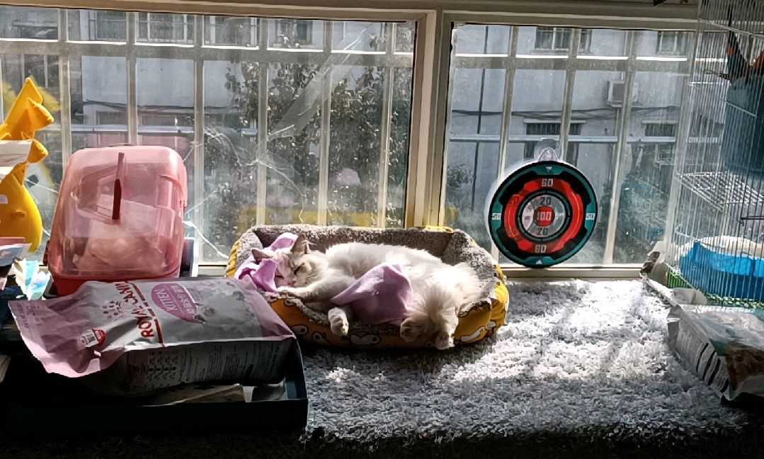 猫图片|宠物猫|猫咪|