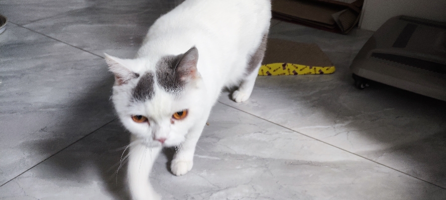 猫图片|宠物猫|猫咪|