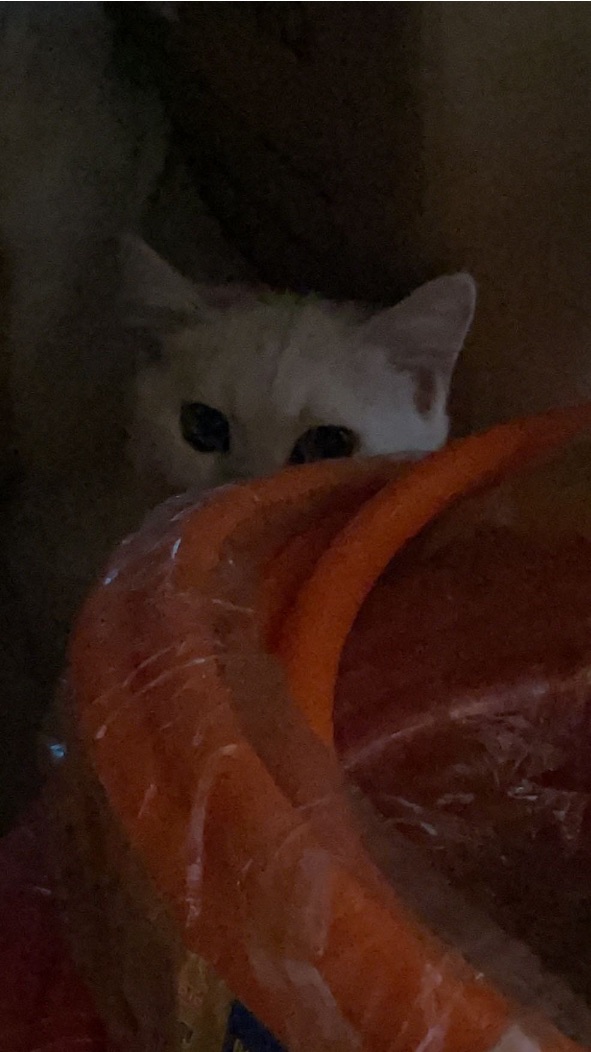 猫图片|宠物猫|猫咪|