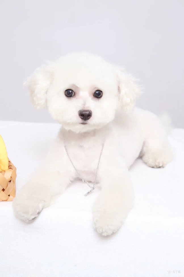 猫图片|宠物猫|猫咪|