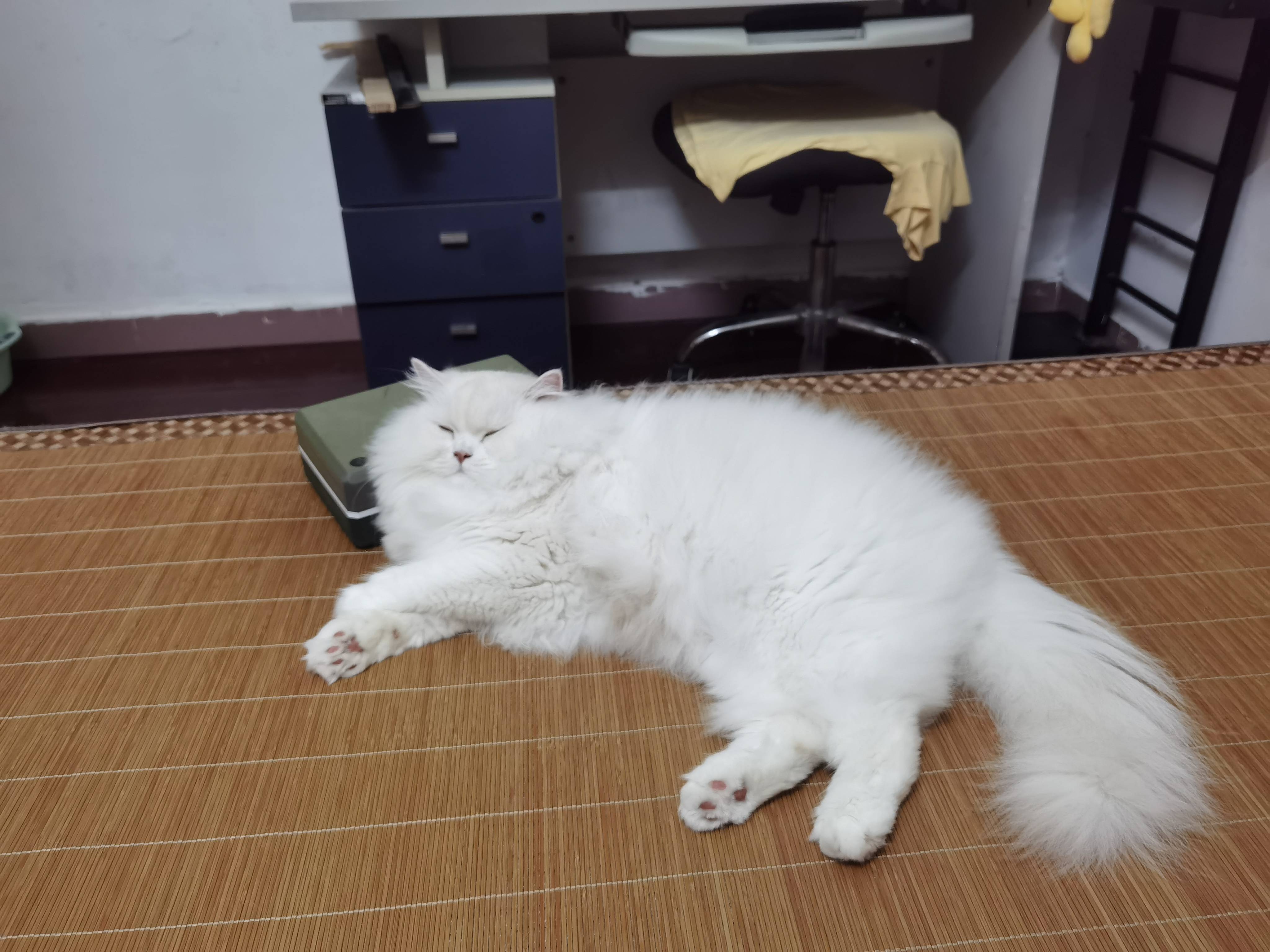 猫图片|宠物猫|猫咪|