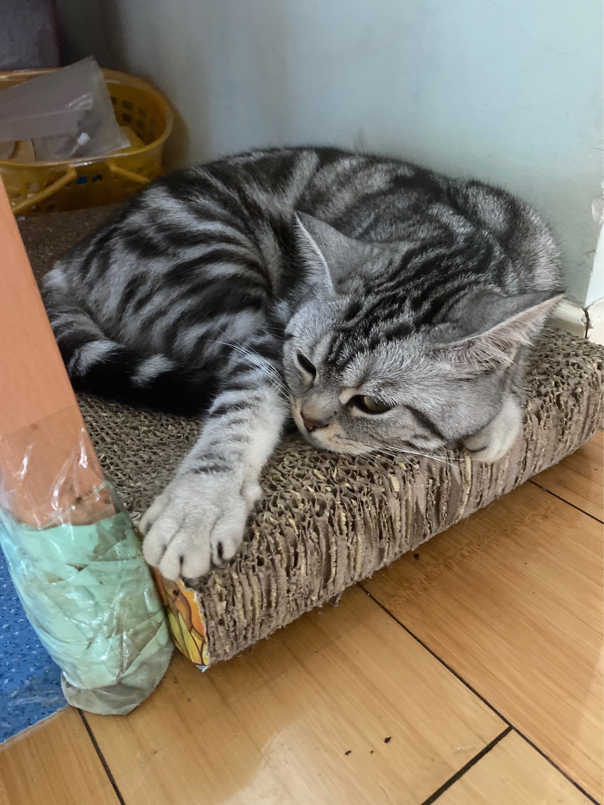 猫图片|宠物猫|猫咪|