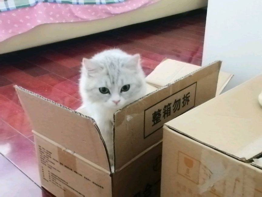 猫图片|宠物猫|猫咪|