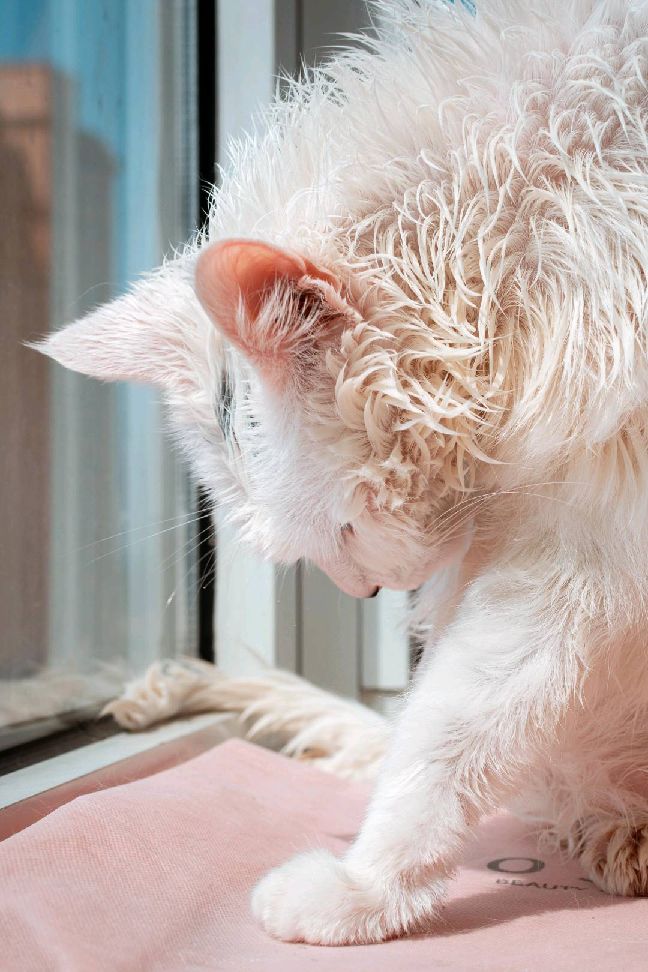 猫图片|宠物猫|猫咪|