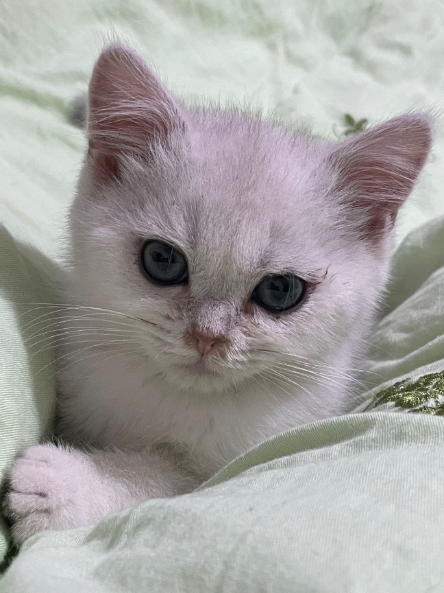 猫图片|宠物猫|猫咪|