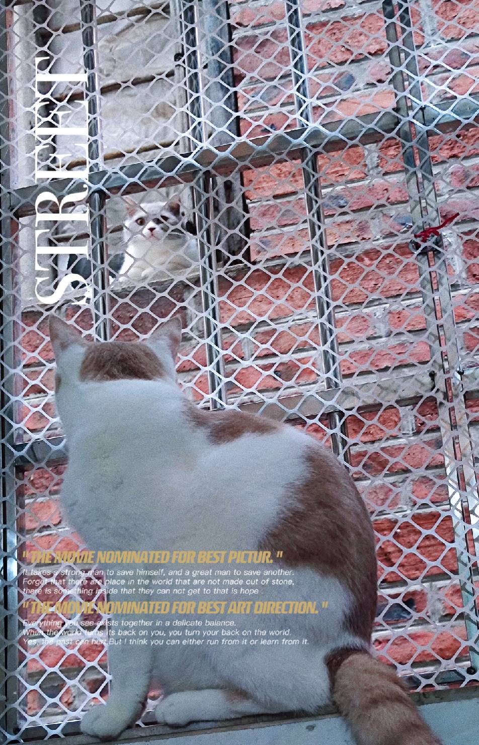 猫图片|宠物猫|猫咪|