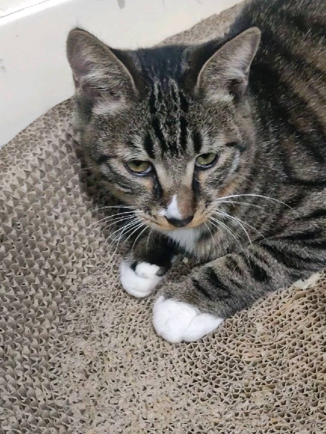 猫图片|宠物猫|猫咪|