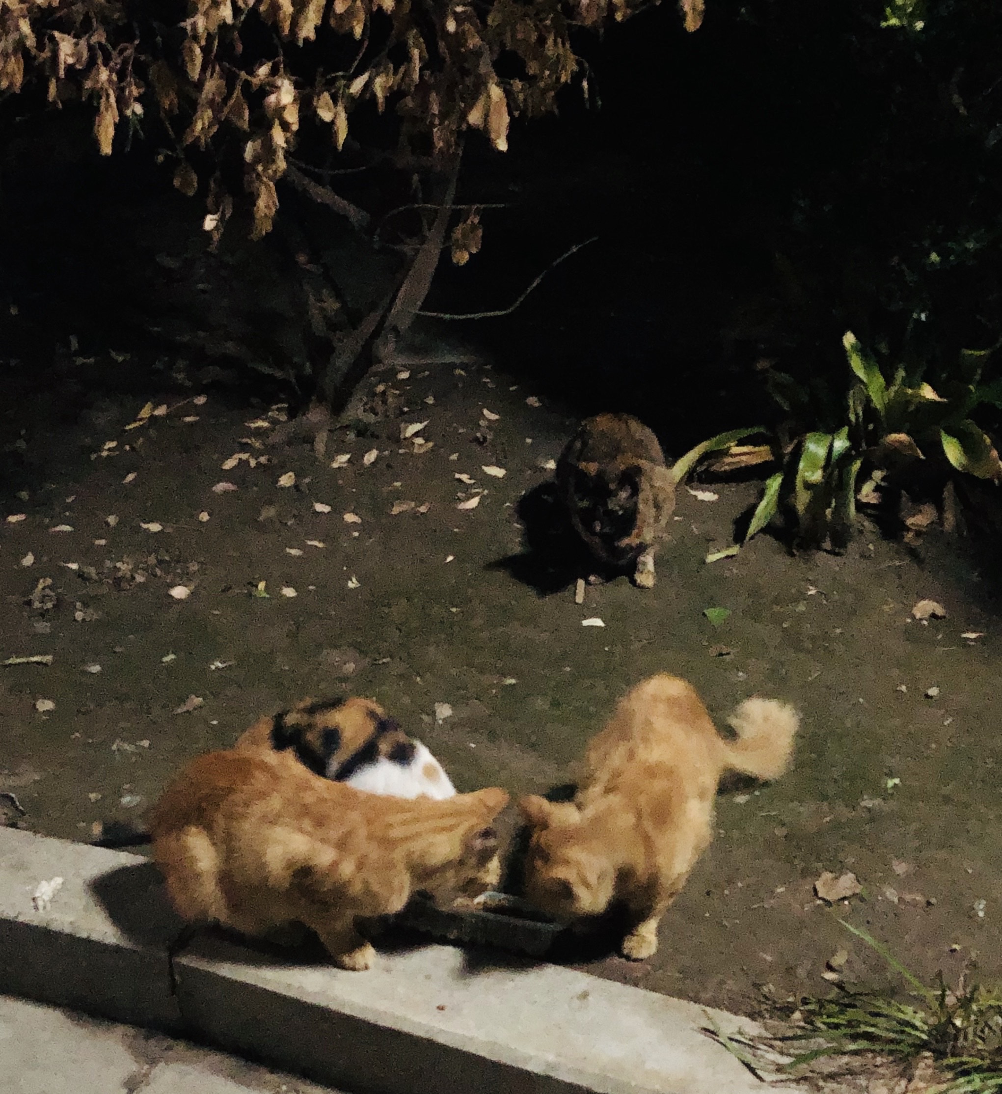 猫图片|宠物猫|猫咪|