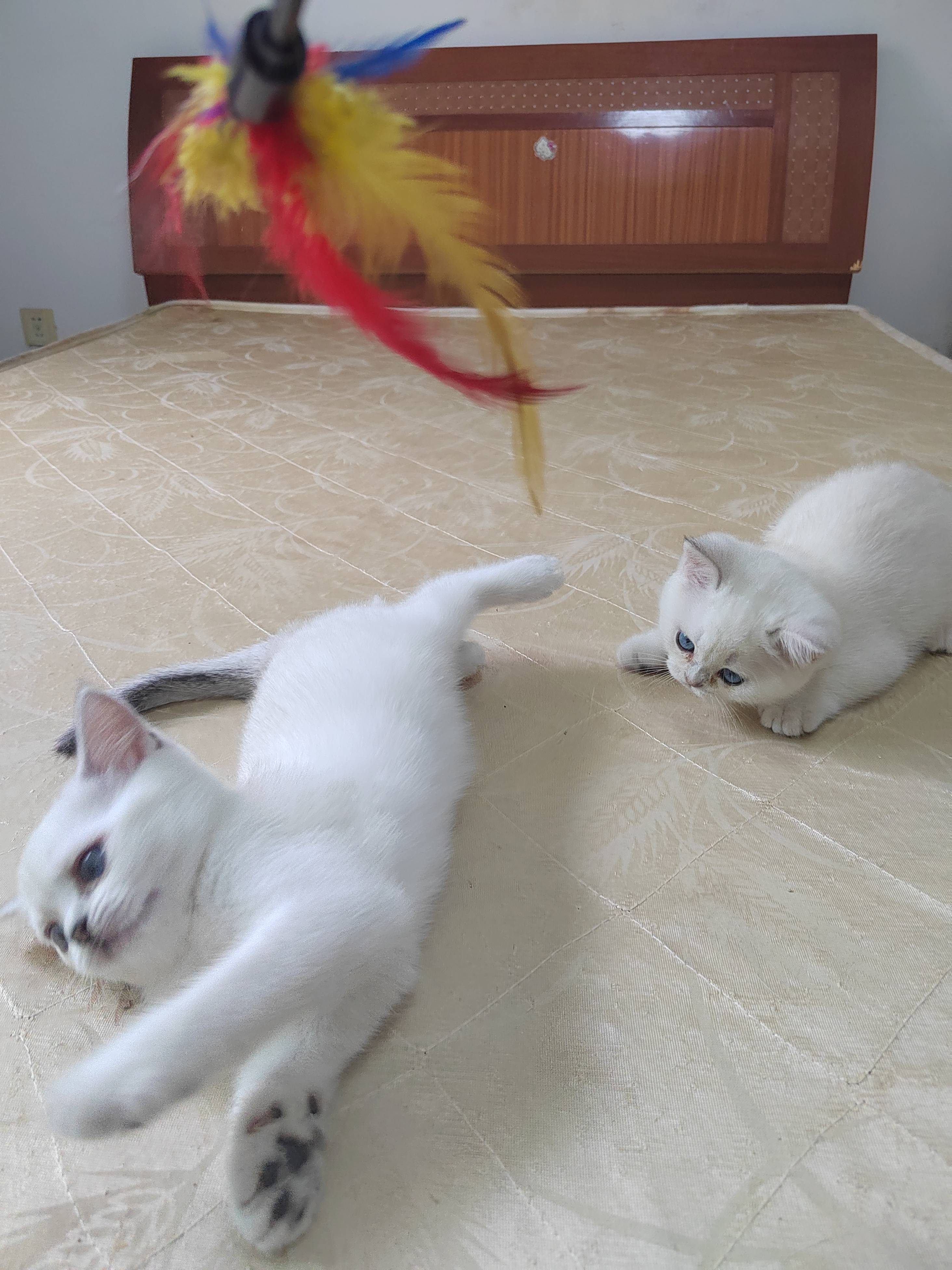 猫图片|宠物猫|猫咪|