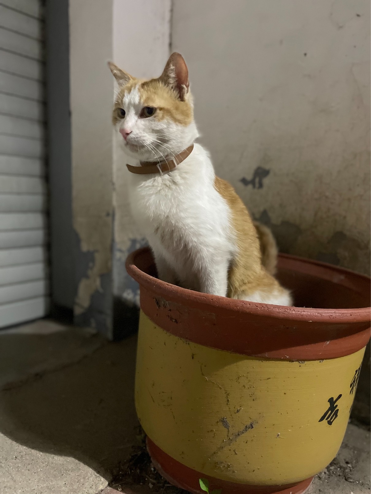 猫图片|宠物猫|猫咪|