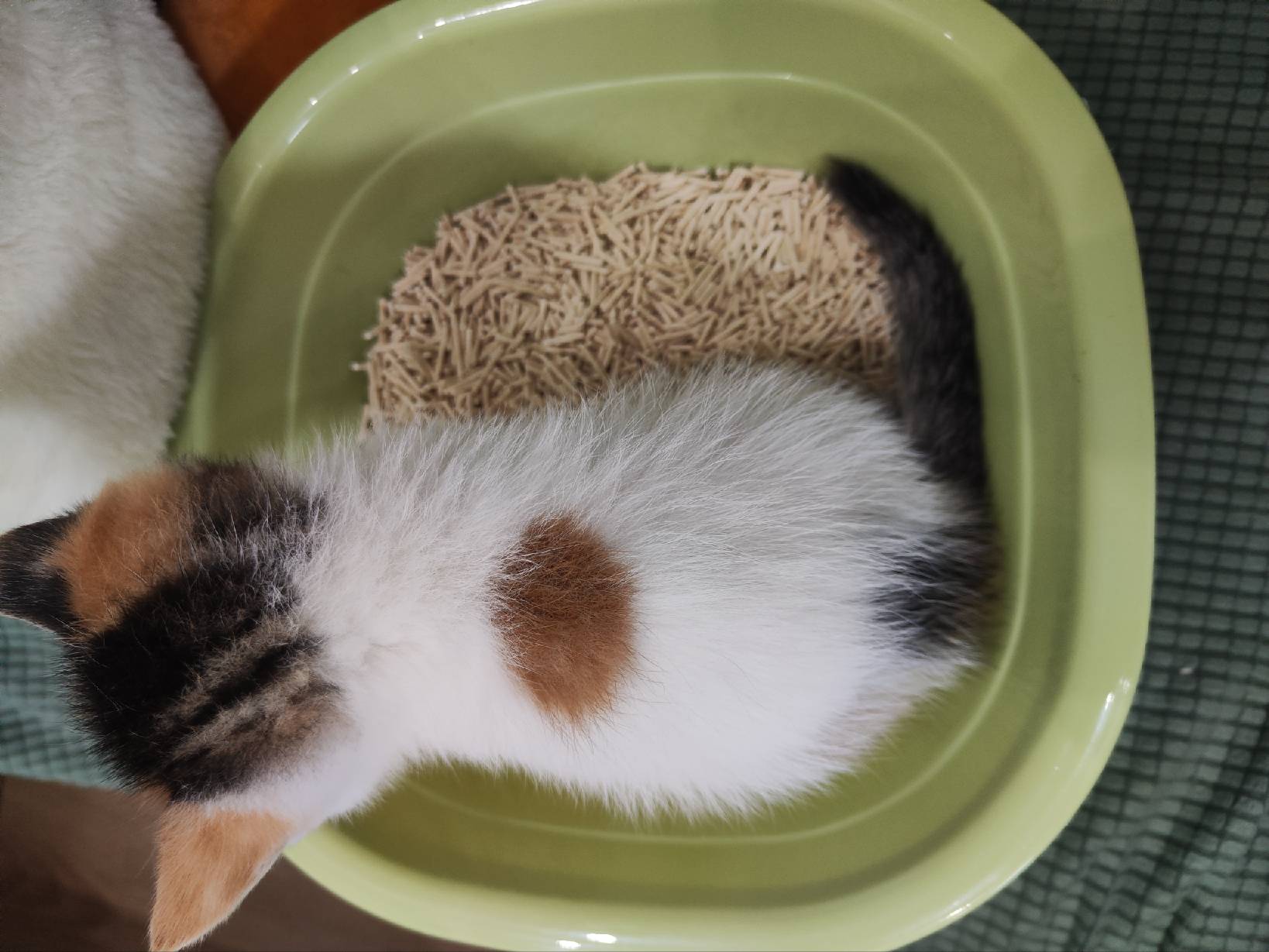 猫图片|宠物猫|猫咪|