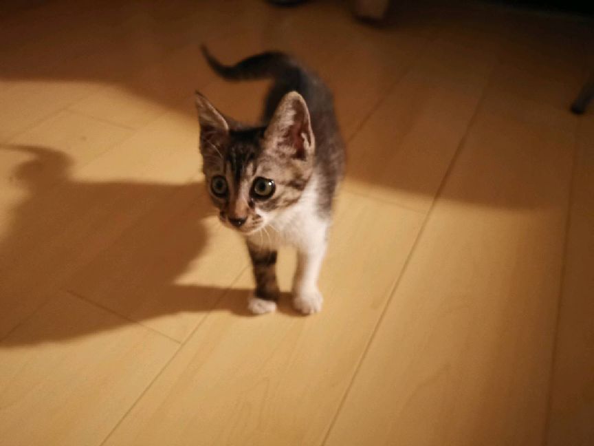 猫图片|宠物猫|猫咪|