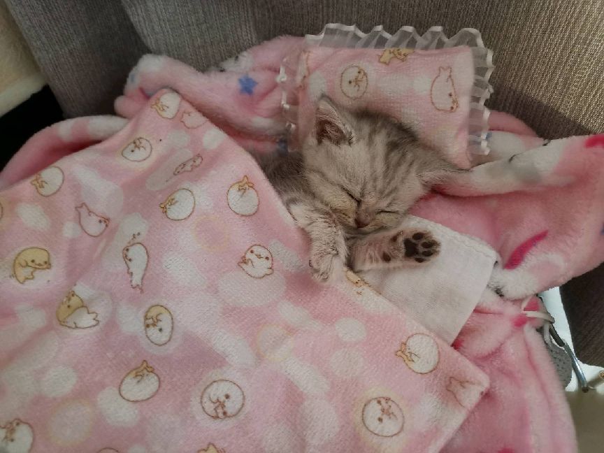 猫图片|宠物猫|猫咪|