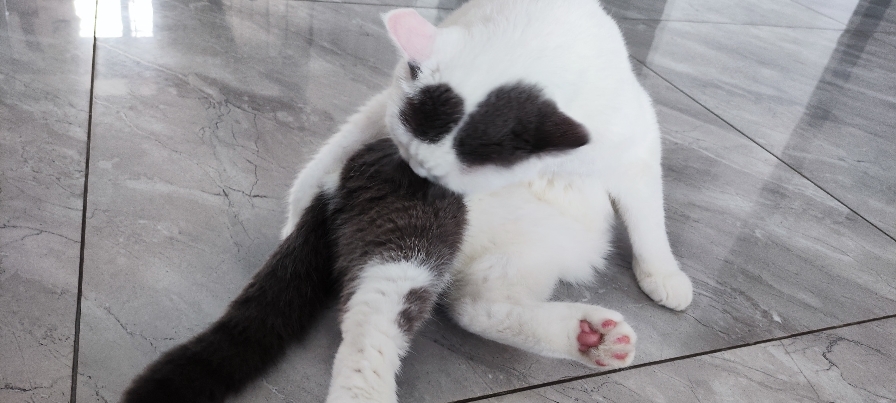 猫图片|宠物猫|猫咪|